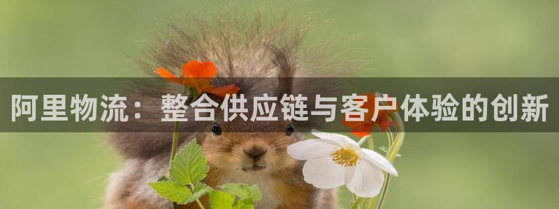 多多28模拟器在线玩：阿里物流：整合供应链与客户体验的创新